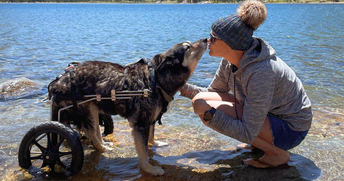 Adopting a Special Needs Dog