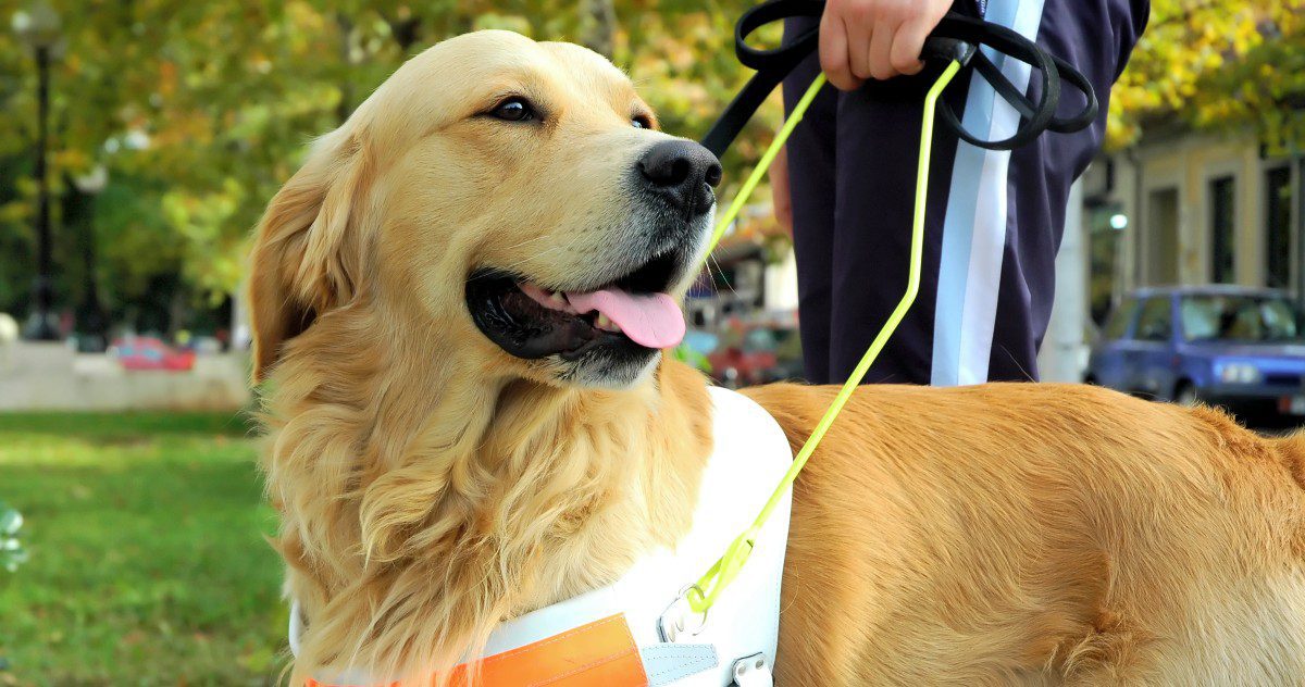 Understanding Service Dogs and Emotional Support Animals