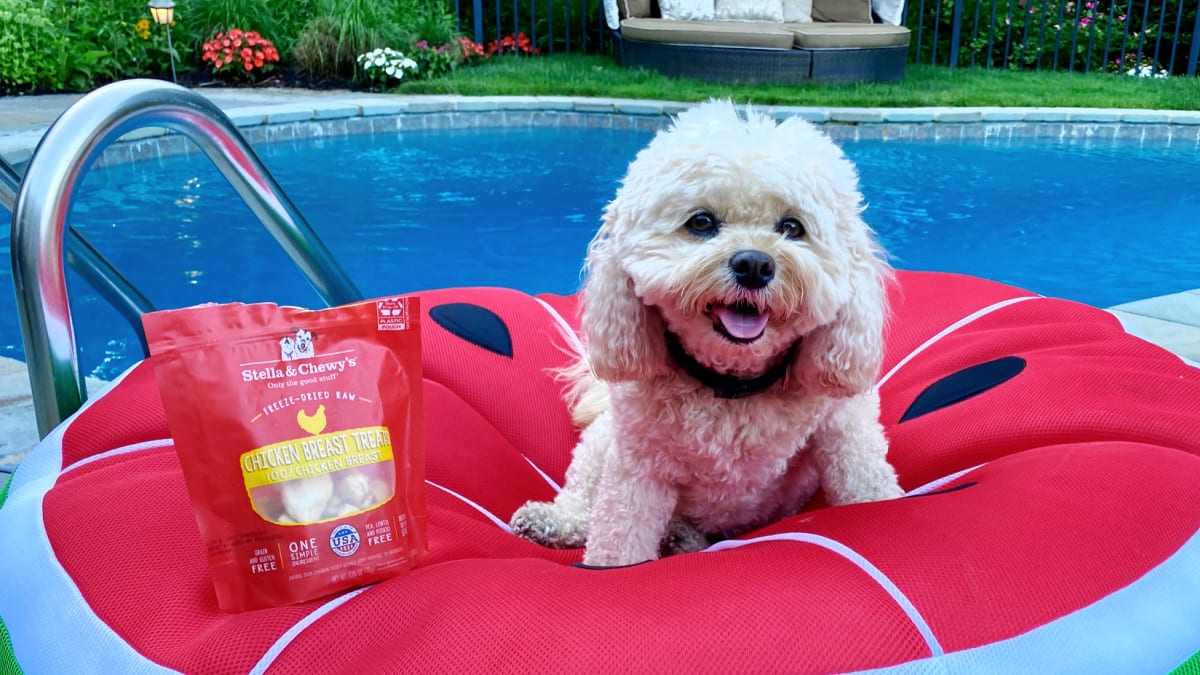 Pets & Pools: How to Keep Your Pet Safe