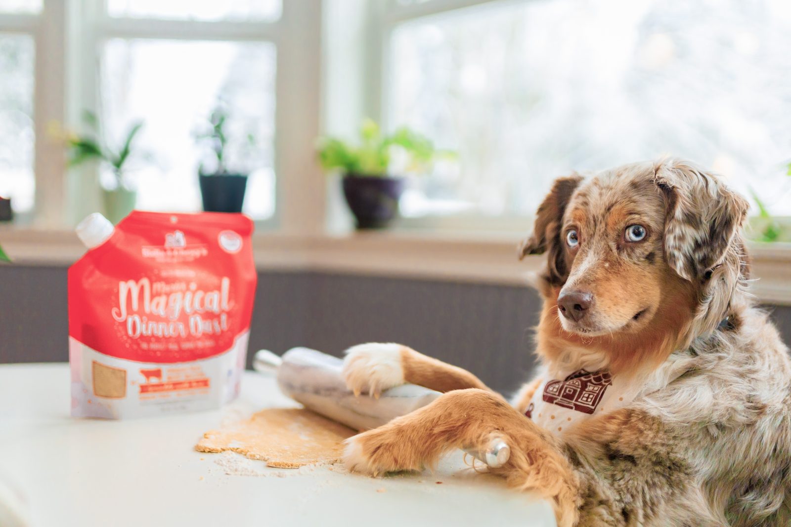 8 Simple Dog Treat Recipes for Valentine’s Day