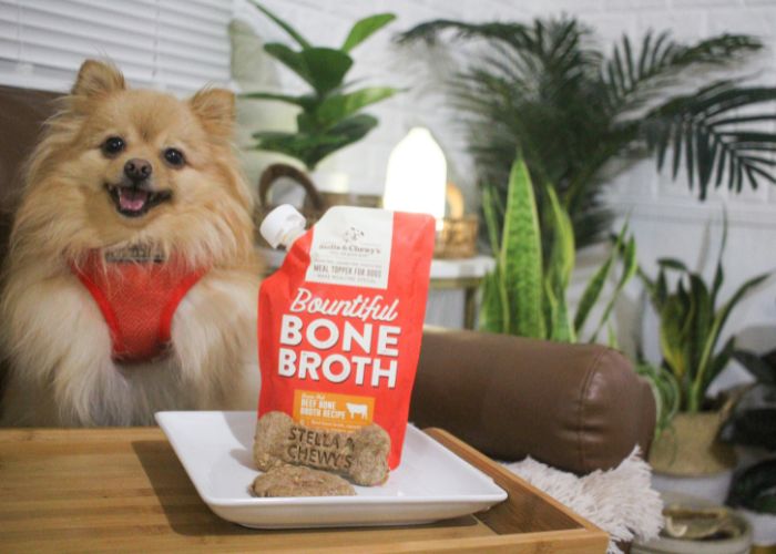 pomeranian with bone broth and homemade dog treats