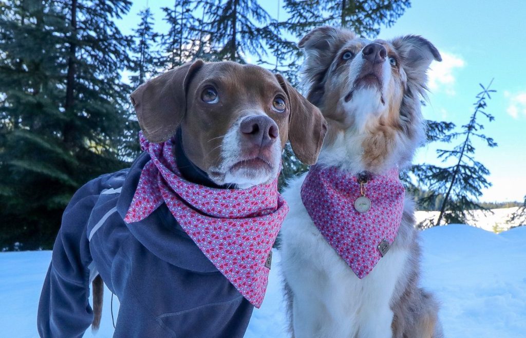 two dogs outside in winter