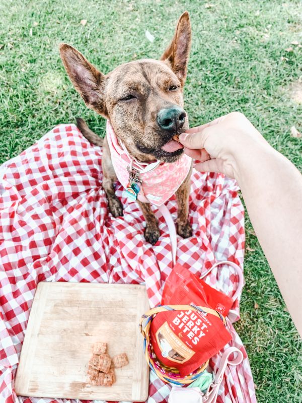 rescue dog outside enjoying a picnic