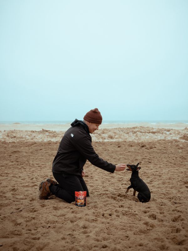 manchester terrier puppy at the beach