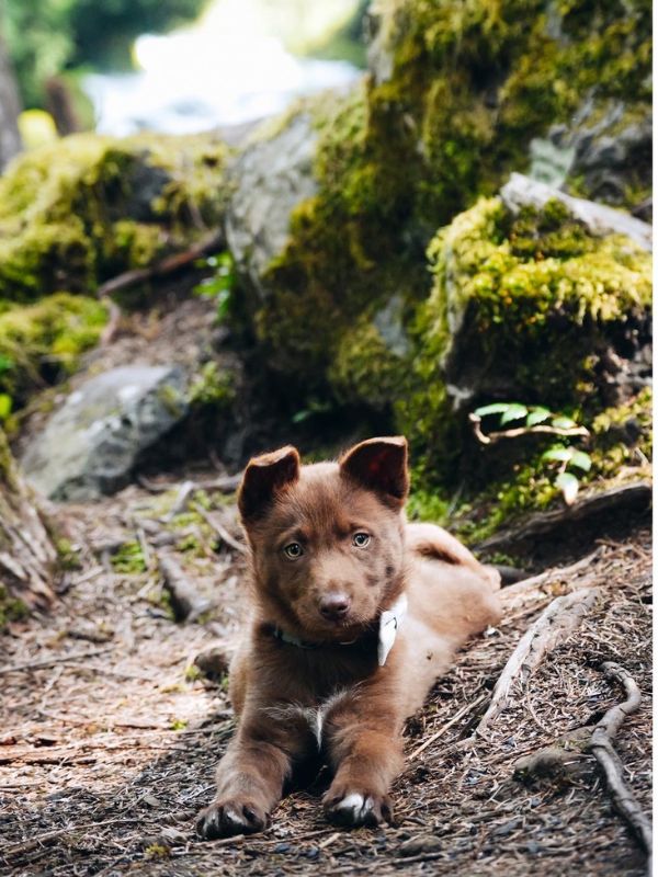 cute puppy hiking outside