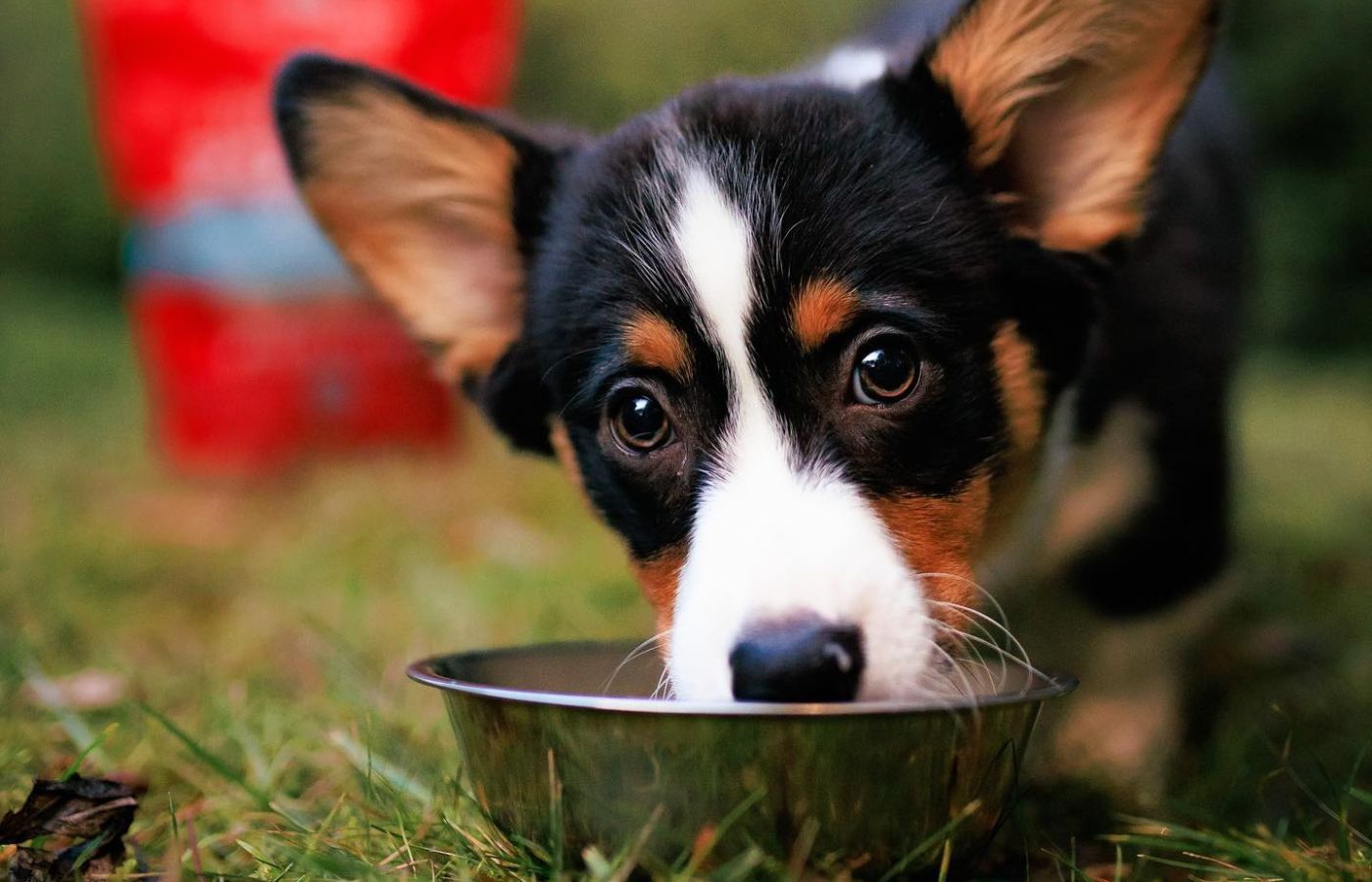 How Long Should Puppies Eat Puppy Food?