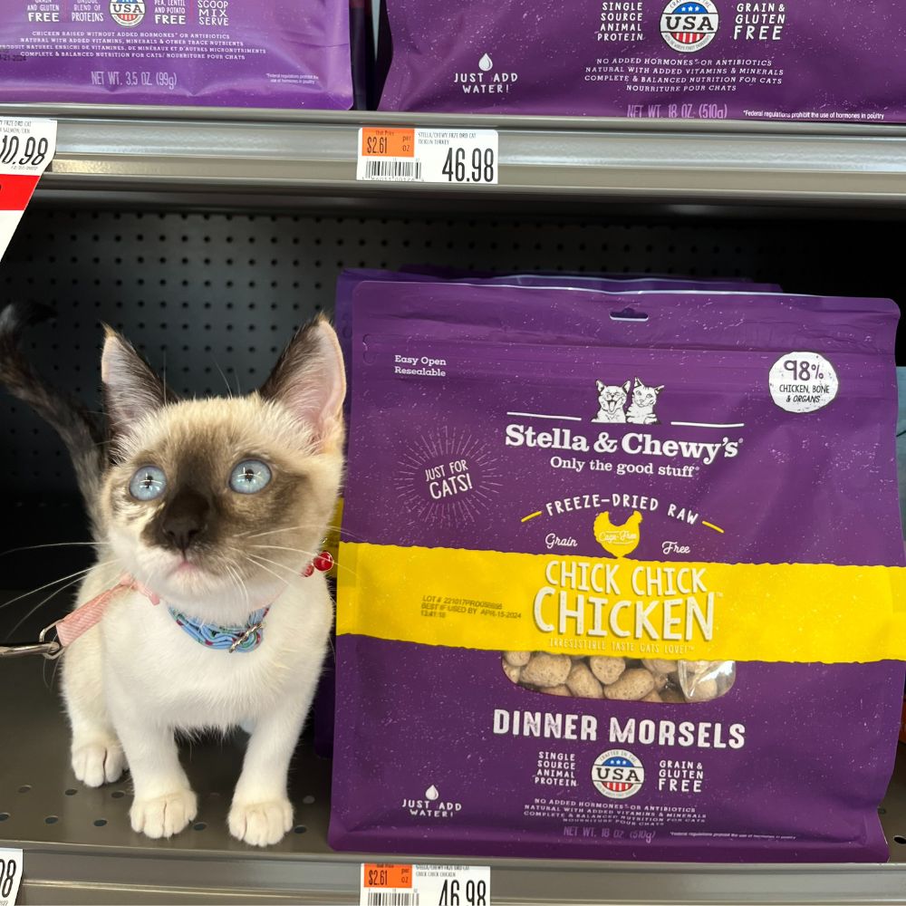 kitten on pet store shelves