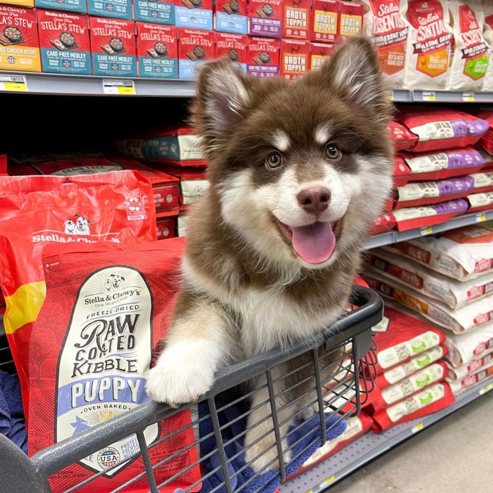 puppy shopping in a store