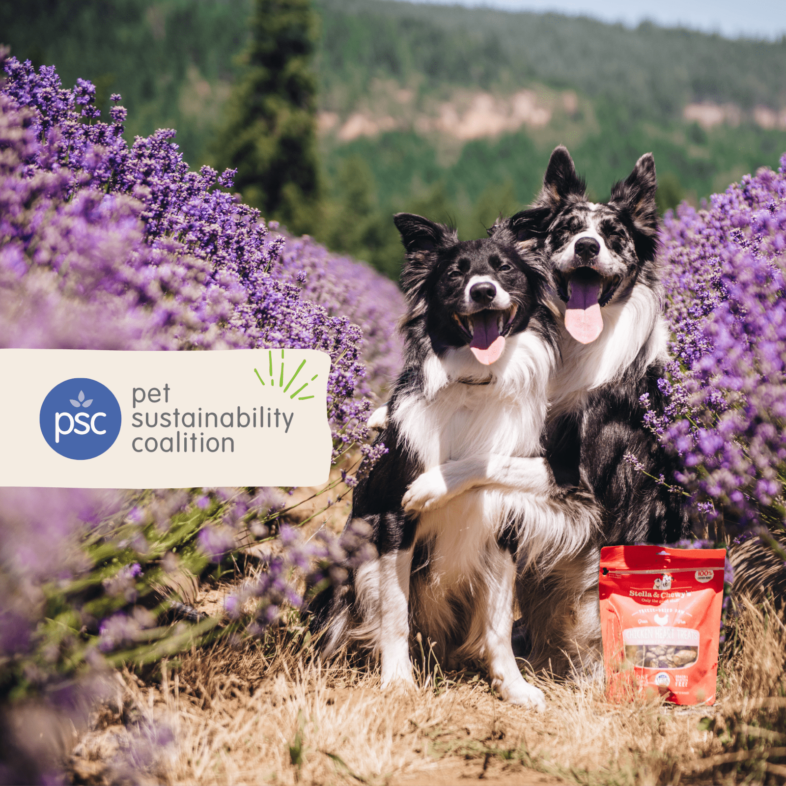 two border collies pet sustainability coalition