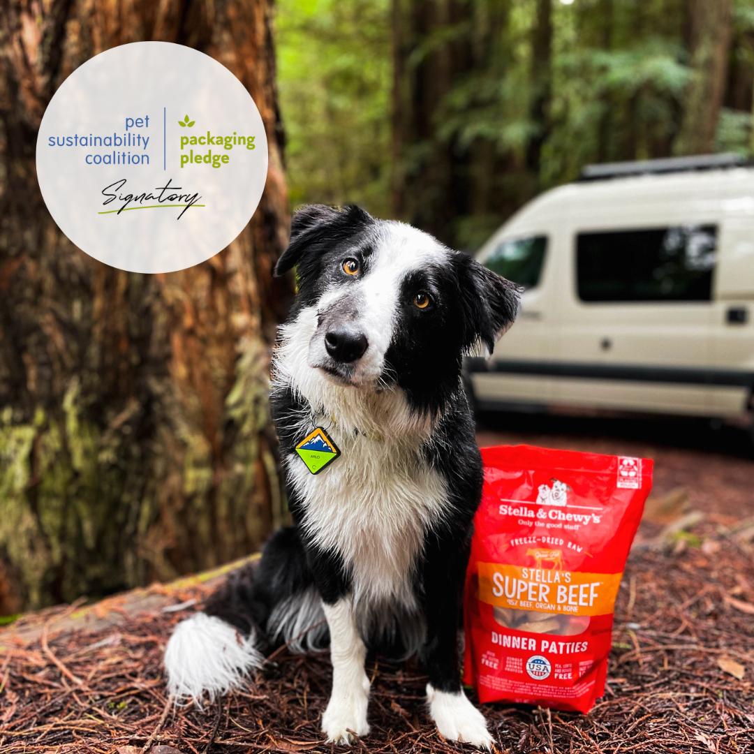 Dog in forest with bag of Freeze-Dried Raw dinner patties