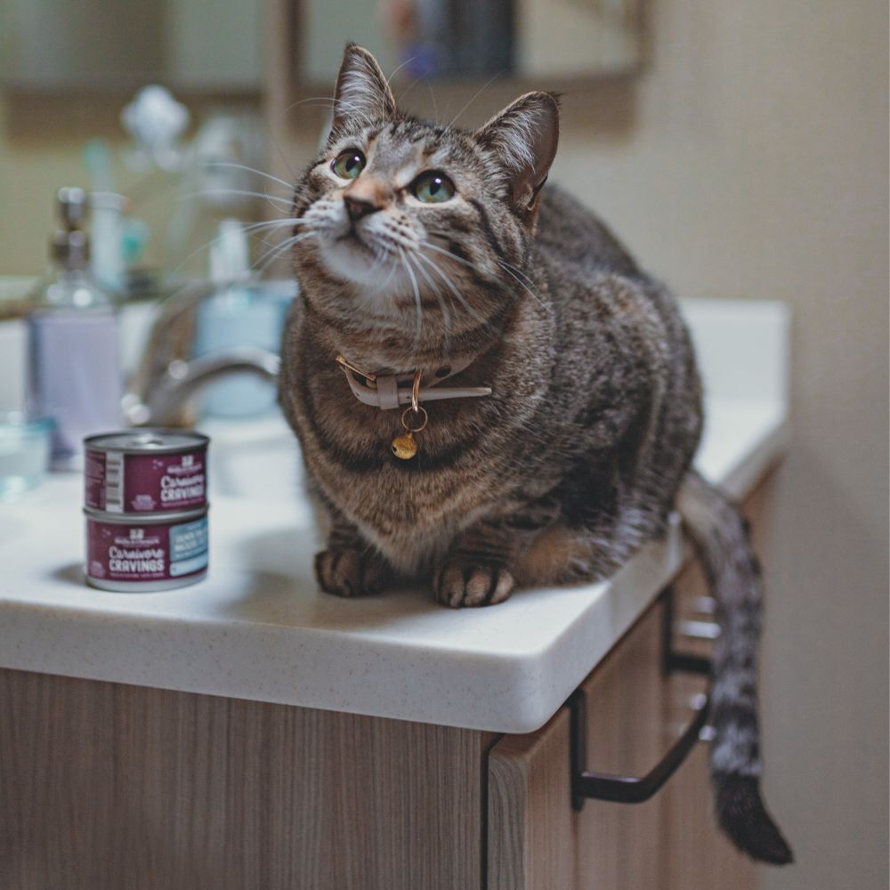 cat on a bathroom sink