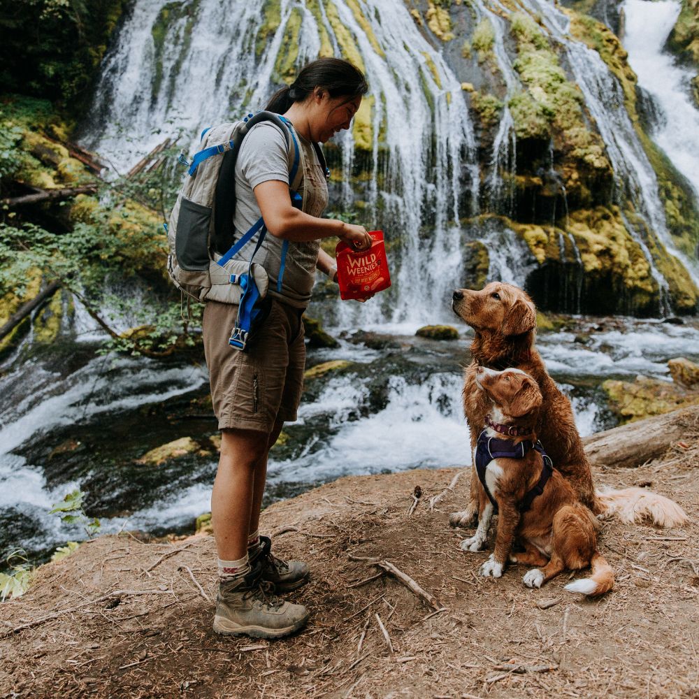 golden and toller on a hike