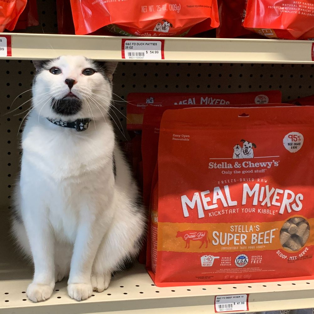 cat on a store shelf with meal mixers
