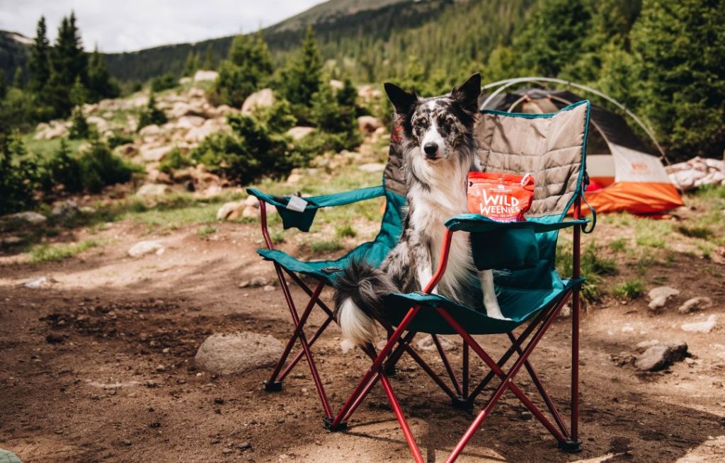 border collie camping