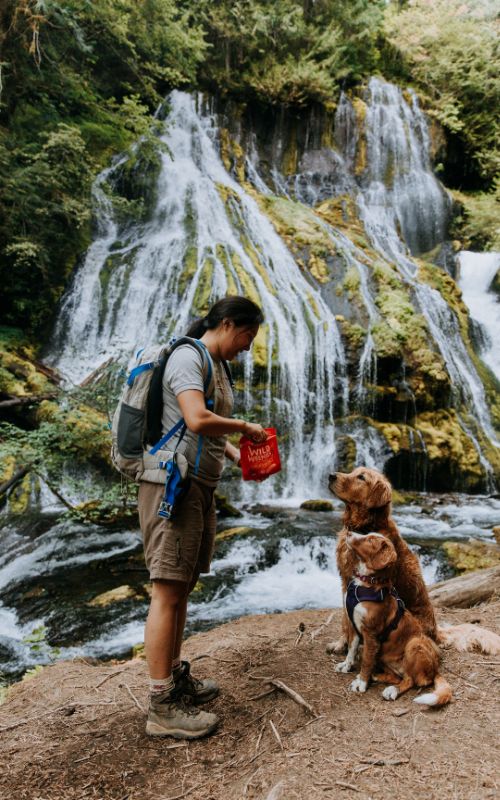 hiking with a golden retriever and toller