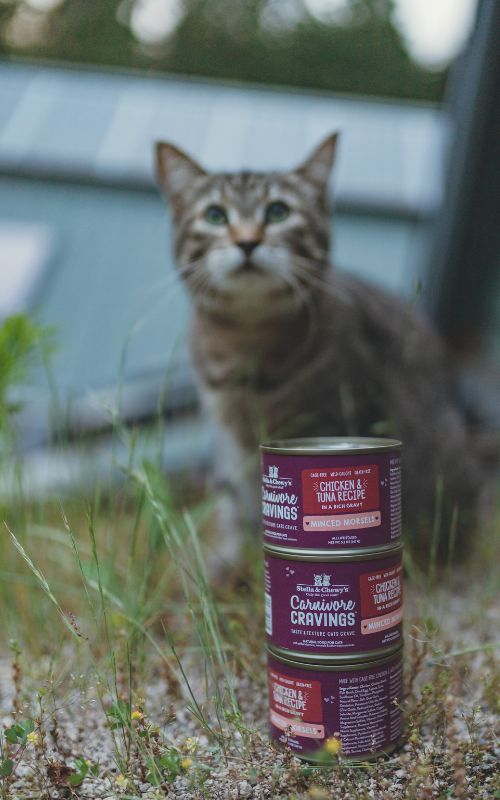 cat outside with wet food