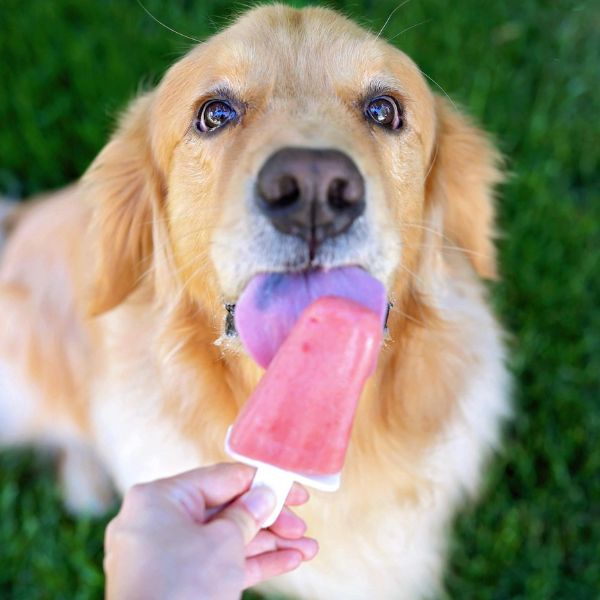 golden retriever eating a dogsicle