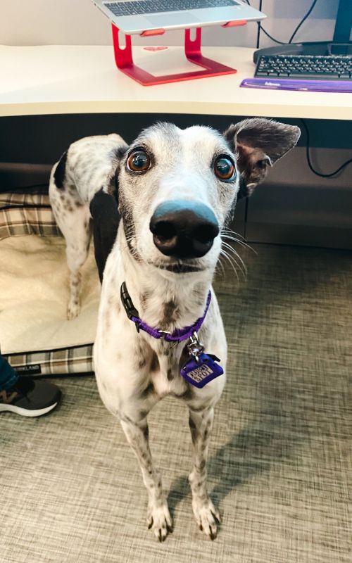 greyhound at the office