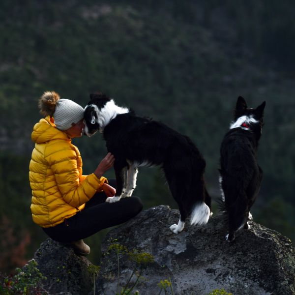 two border collies on a hike with their dog mom 
