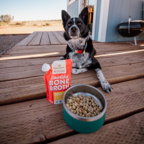 border collie with bone broth bowl booster
