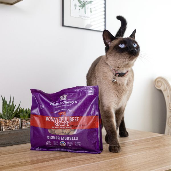 pointed shorthair cat with freeze dried raw beef
