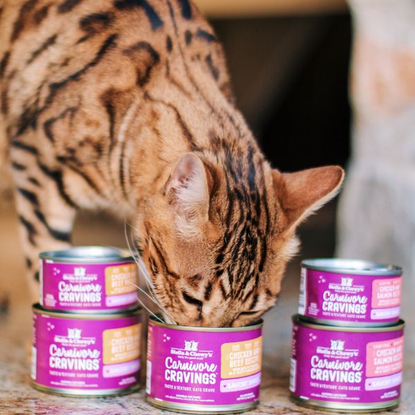 bengal cat eating canned wet food