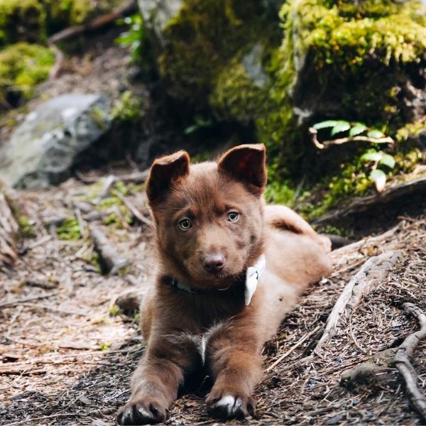 brown puppy outside