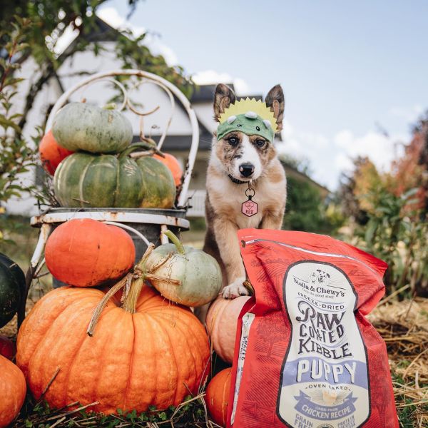 border collie puppy on pumpkins