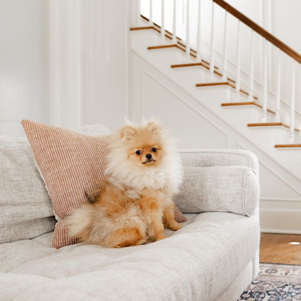pomeranian on the couch