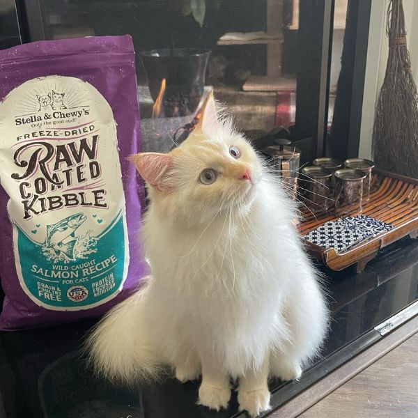 white cat with fish cat kibble