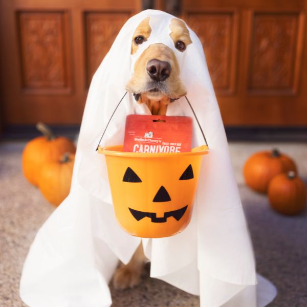 golden retriever dressed as a ghost for Halloween