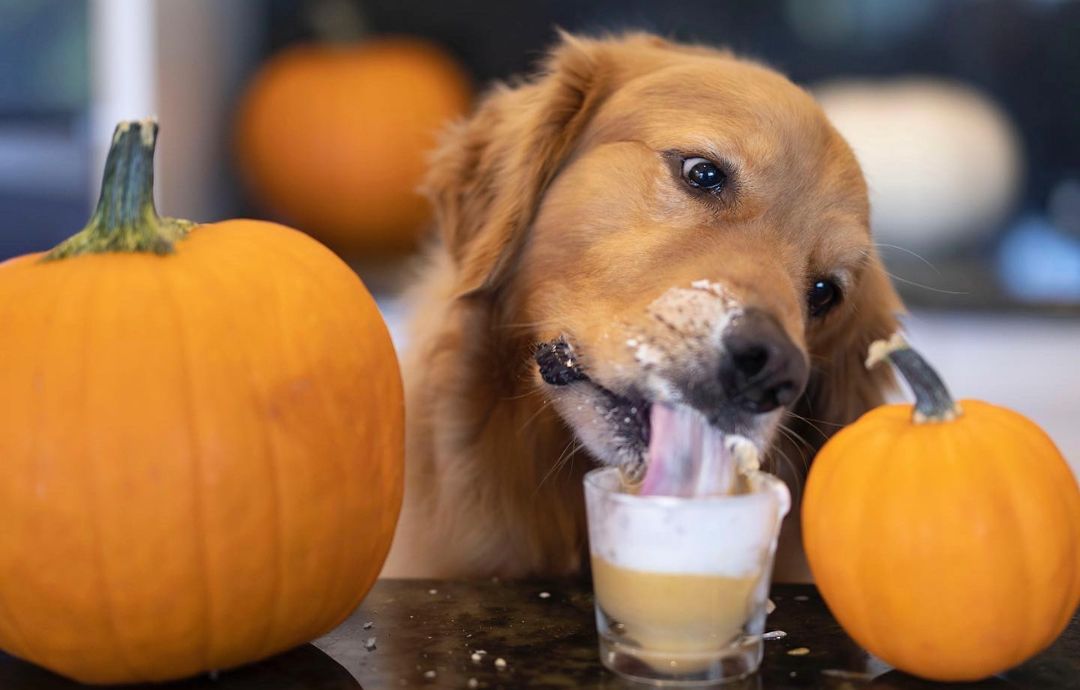 Halloween Treat Recipes for Dogs