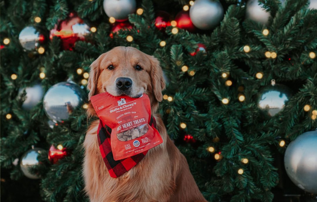 10 Pawsome Holiday Gifts For Your Dog