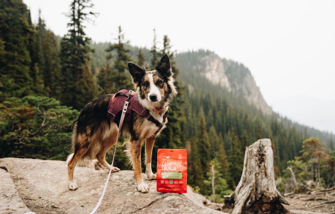 How to Go Hiking With Dogs