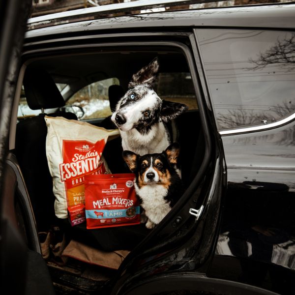dog travel in cars