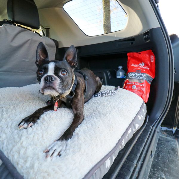 traveling with boston terriers