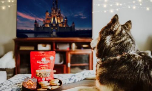 husky watching a Disney movie