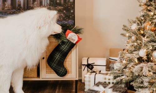 Samoyed stocking stuffers