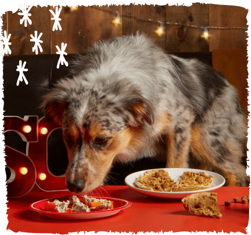 You Made Festive Recipes From Our Tails of Tastiness Cookbook with Your Pet