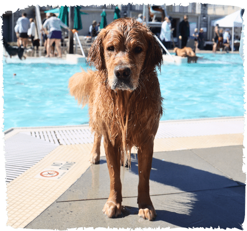 You Took a Dip with Your Dog at Our Splish Splash Doggy Bash