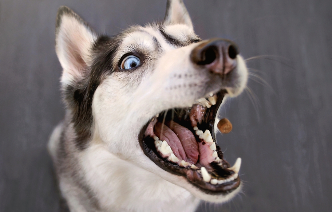 How to Fix Your Dog’s Bad Breath