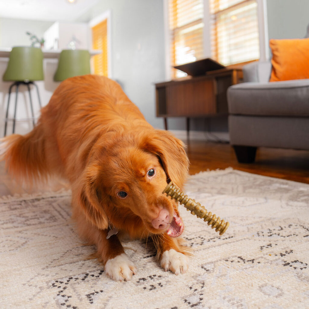 Toller playing with a dental chew