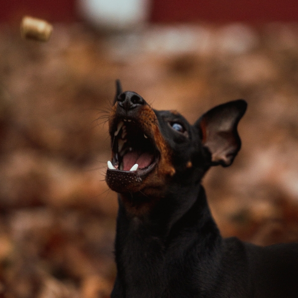 Manchester Terrier jumping for a treat