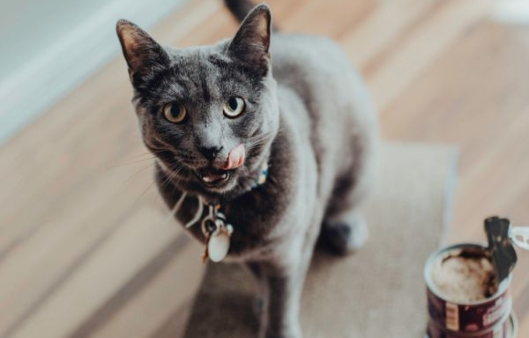 Natural Ways to Treat Your Cat’s Stinky Breath