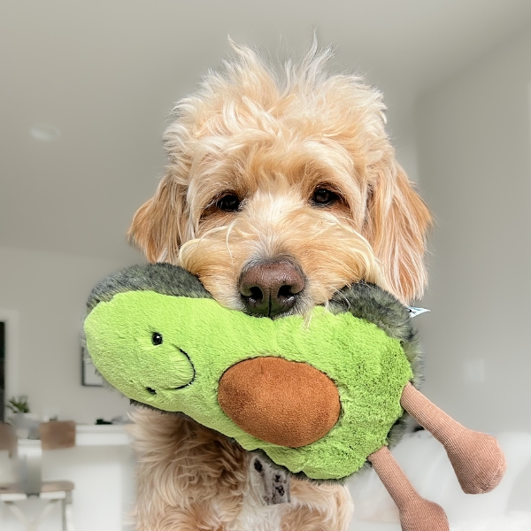 Are Avocados Good For Dogs?